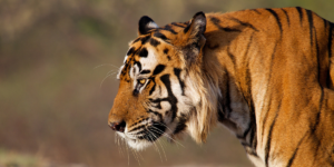 Bamera A Popular Tiger of Bandhavgarh - Image By Sander Kuulkers (https://www.flickr.com/photos/saku/)